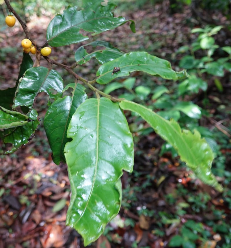Horsfieldia prainii, D. Boufford 44155--China. Yunnan. Bam Po village. 5 May 2018. DSC02406 (99).JPG
