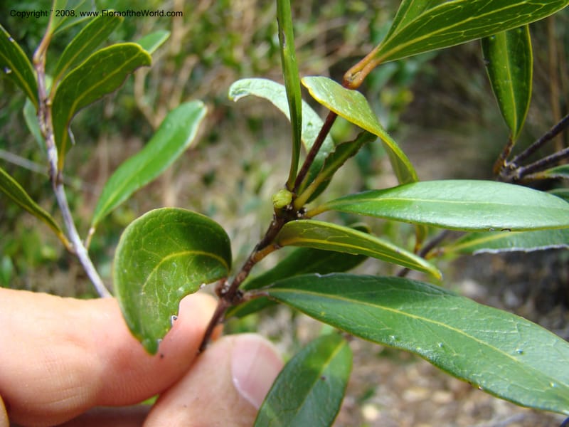 Medicosma, JMunzinger 4727--New Caledonia. Poum Mine. 13 Nov 07. 165.jpg