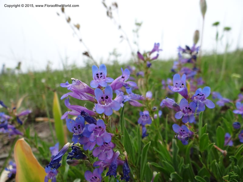 Penstemon leonardii, Mansfield, D 12-644--ID. Bear Lake Co. Mt. Sherman. 13 Jul 2012. DSC03679 (39).JPG