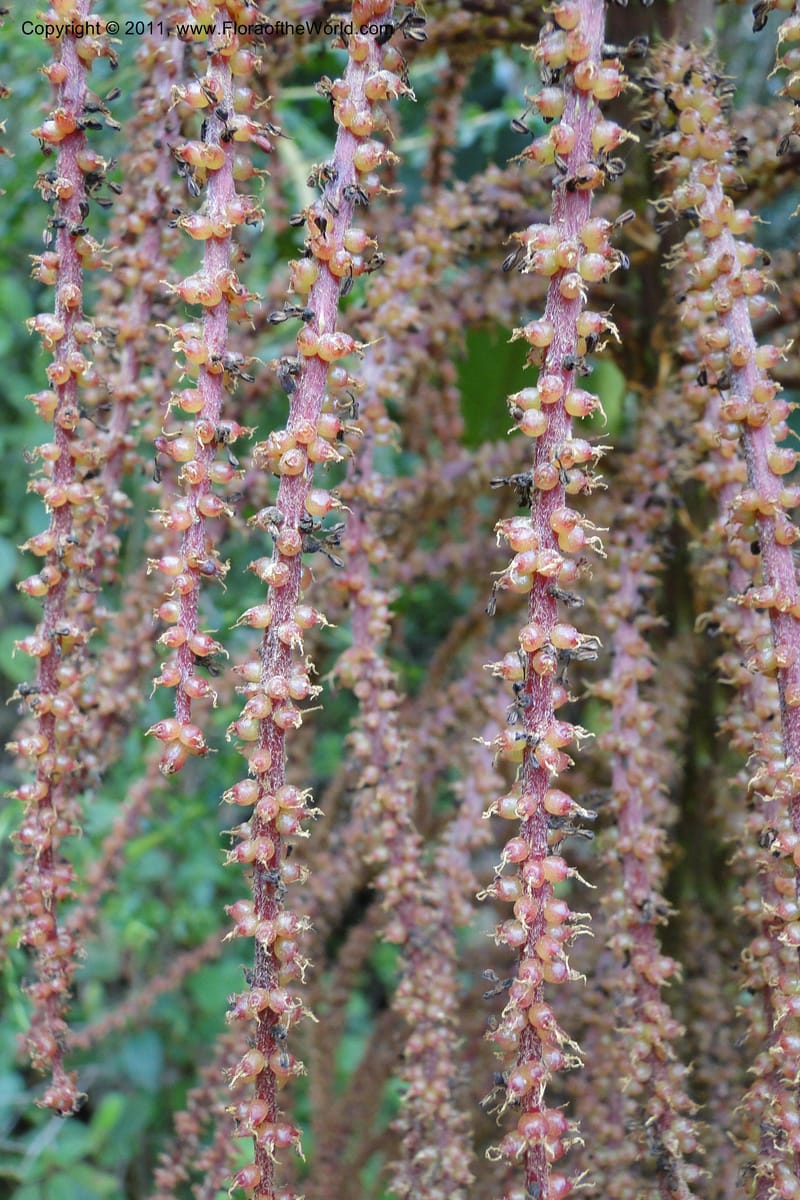 Gunnera brephogea, Ulloa 2180--Ecuador. Pichincha. Reserva Yanacocha. 11 Jun 2011. 311 (10).jpg