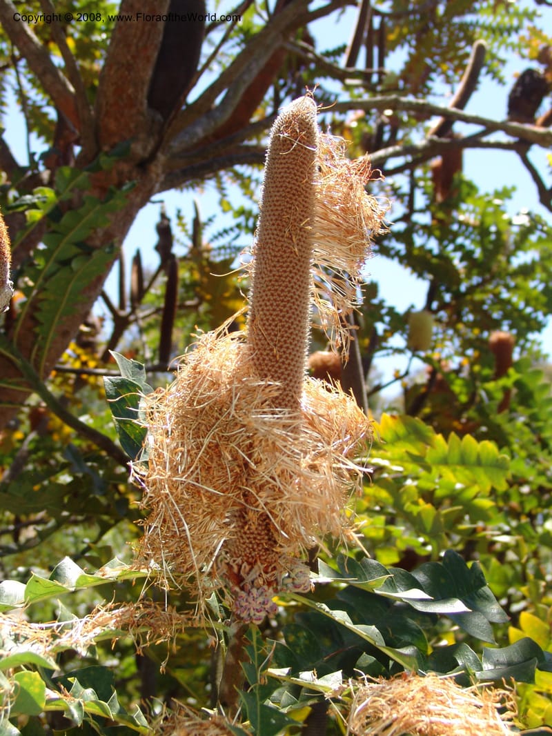 Banksia grandis, 88.120--CA. UC Santa Cruz Arboretum.  1 Jul 06. 096.jpg