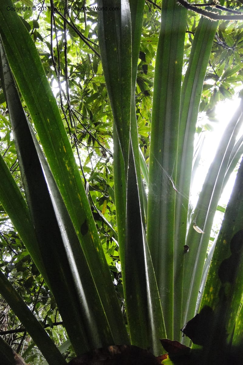 Pandanus joskei. M. Callmander 959--Fiji. Colo i Suva Forest Park. 8 Feb 2011. 024 (2).jpg