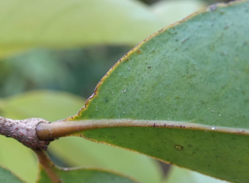 Macrosolen cochinchinensis, D. Boufford 44099--China. Yunnan. Lao jun Shan. 30 Apr 2018. DSC00424 (656).JPG