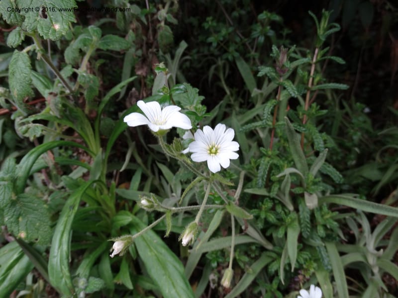 Cerastium, Ulloa, C 2477--Ecuador. Mojanda. 22 Apr 2015. DSC02267 (86).JPG