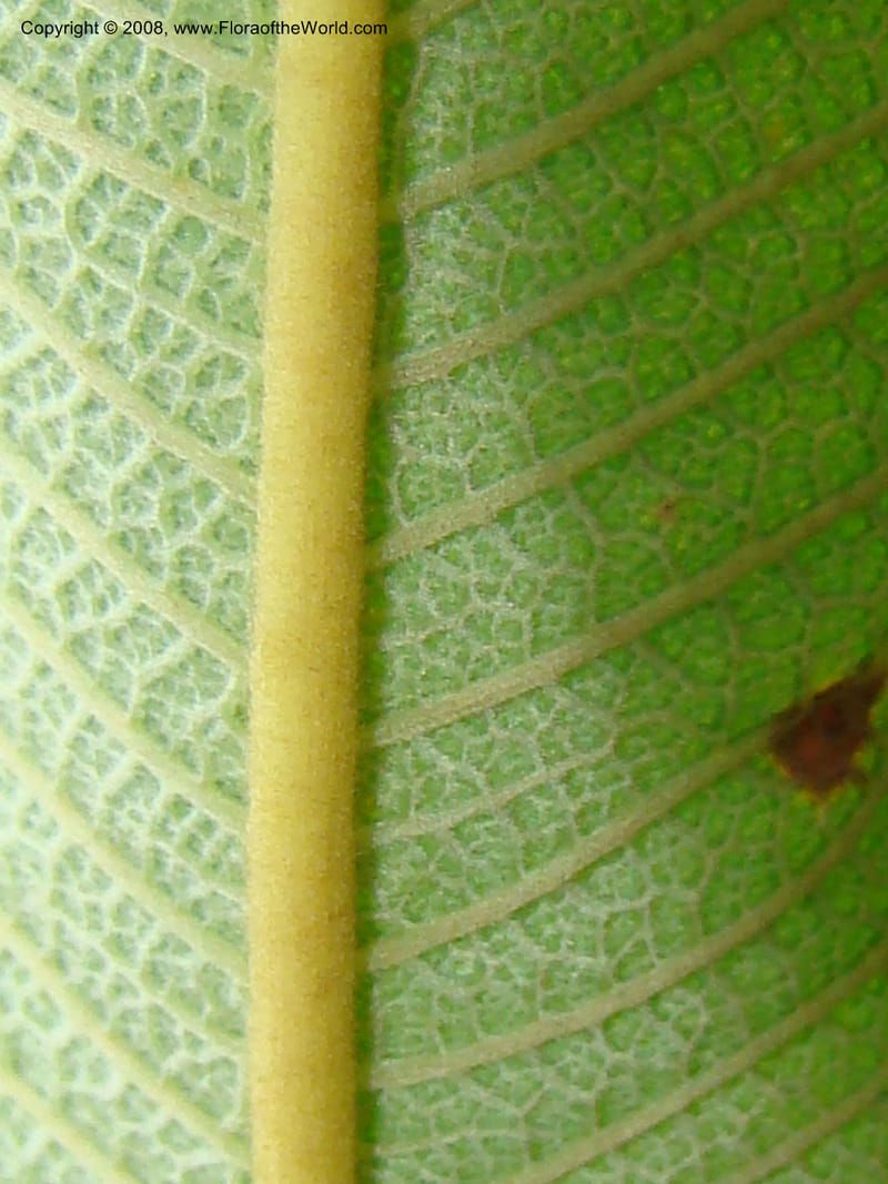 Ozoroa insignis ssp reticulata, RGereau7042--Tanz. Mbeya Rural Distr. Utengule Coffee Lodge. 26 Jan 08. 123.jpg