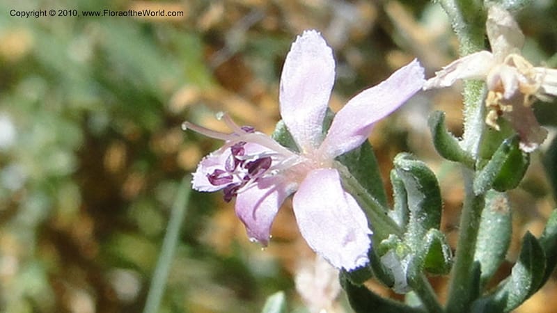 Frankenia salina, C. Davidson 11807--CA. Alameda Co. East Bay. 2 Sept 2010. 320 (46).jpg