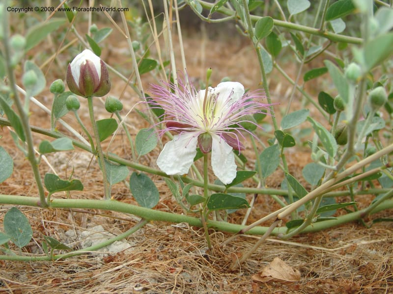 Capparis sicula ssp sicula--Crete. Btwn Almerida and Kalives. 26 May 05. 013.jpg