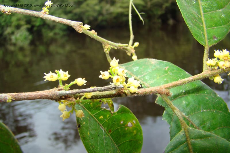 Protium, RVasquez34858--Peru. Loreto. Dist. Nauta. Qbda Nawapa, Rio Tigre. 11 Nov 08. 368.jpg