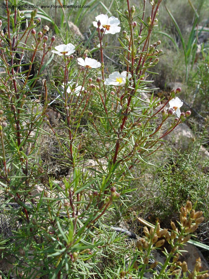 Cistus clusii--Spain. Andalucia. On C333, ca. 5 km E of Orgiva. 14 Apr 04. 063.jpg