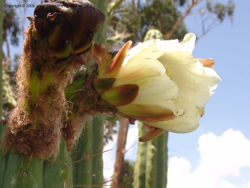 Trichocereus bridgesii--Bolivia. La Paz. Jardin Botanico La Paz. 3 Dec 04. 117.jpg