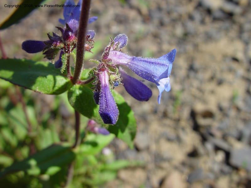 Penstemon albertinus, CDavidson10988--ID. Valley Co. Payette Lake. 12 Jun 03. 056.jpg