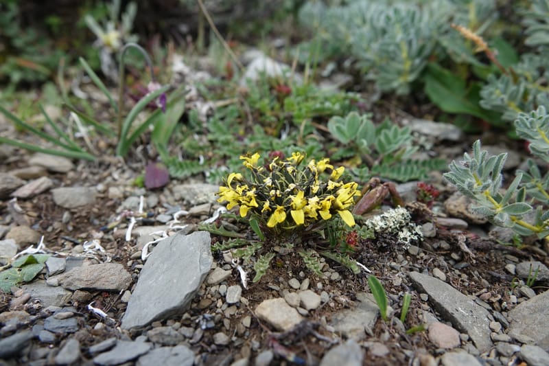 Soroseris gillii, C. Davidson 13771--China. Sichuan. Wu Ming Shan. 13 Aug 2017. DSC05530 (17).JPG