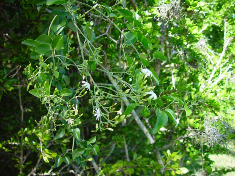 Jasminum--FL. Fairchild Tropical Gard. 16 Jan 03. 049.jpg