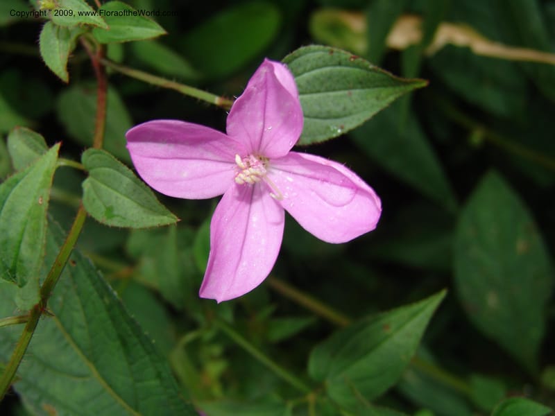 DNeill15735--Ecuador. Prov. Zamora Ch. Rio Nangaritza ca Las Orquideas. 15 Sep 07. 338.jpg