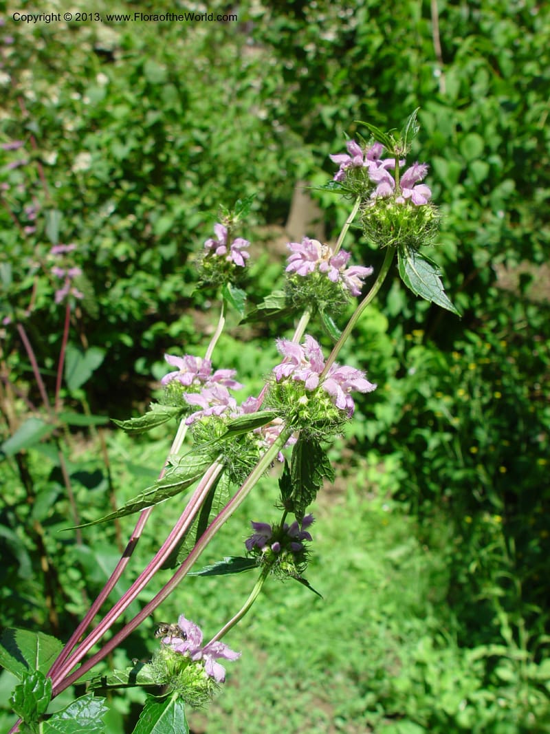 Stachys--Italy. Univ. Fir., Giardino dei Simplici, Florence. 22 May 03.  (4).jpg