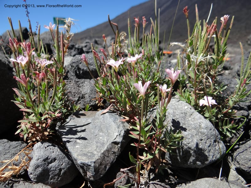 Epilobium, WDS 34141--Chile. P.N. Laguna del Laja. Ski lodge. 18 Feb 2013. DSC01783 (16).JPG
