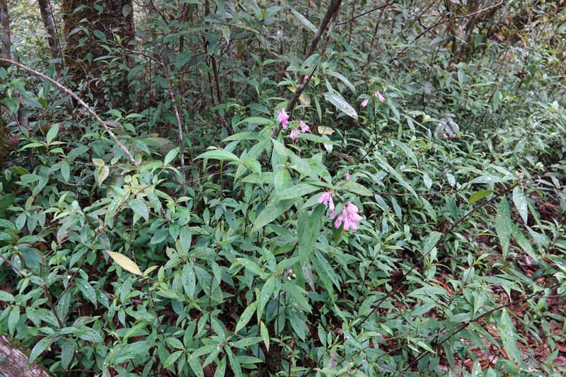 Polygala karensium, D. Boufford 44124--China. Yunnan. Da Wei Shan. 2 May 2018. DSC01093 (29).JPG