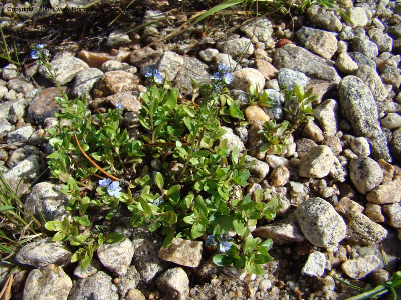 Veronica serpyllifolia ssp humifusa, CDavidson11275--ID. Idaho Co. Warren Wagon Rd., Sesesh Cr. 24 Aug 08. 063.jpg