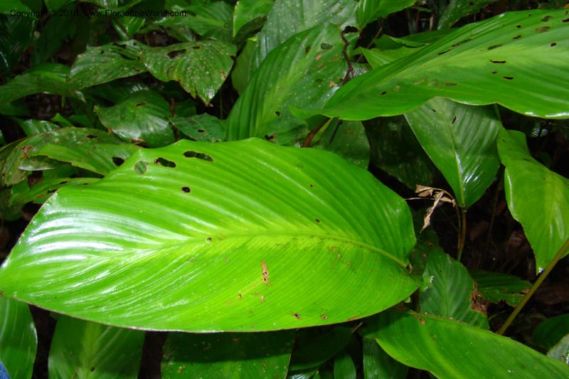 Calathea, R. Vasquez 34907--Peru. Loreto. Dto. Parinari. Tacshacocha. R. Samiria. 14 Nov 08. 062.jpg