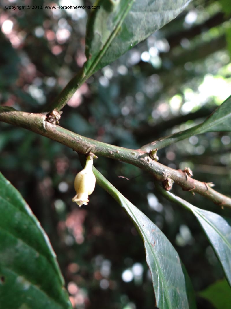 Rinorea, VC 5620--Thailand. Surat Thani Prov. Khlong Phanom Nat. Park. 15 Nov 2012. (174).JPG