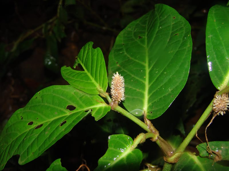 Piper longestylosum, AAraujoM1172--Bolivia. Pq. Nac. Madidi. Rio Tuichi, Rudidi Cr. 28 Nov 04. 088.jpg