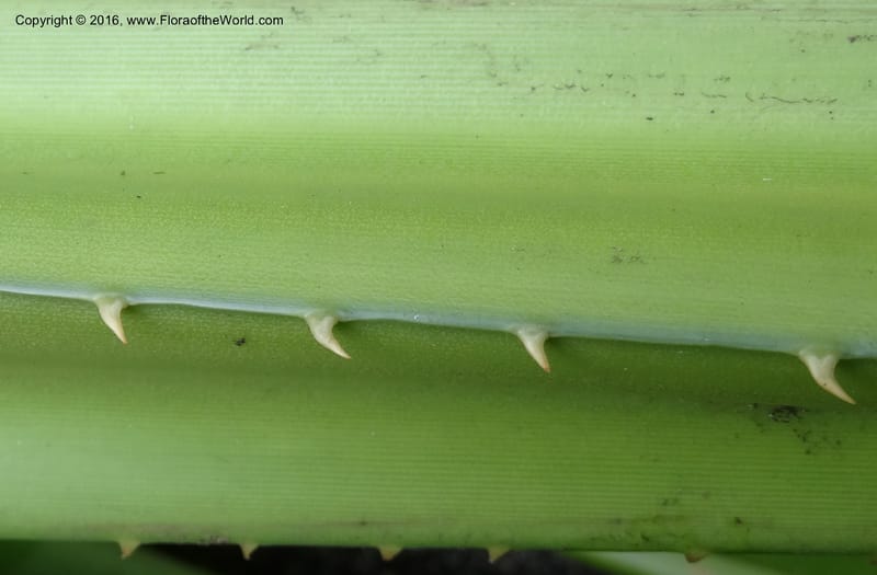 Benstonea, Buerki, S 342--Sabah. G. Silam. 1 Oct 2014. DSC00937 (100).JPG