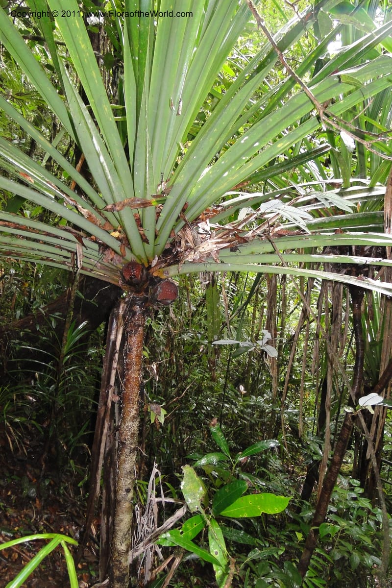 Pandanus joskei. M. Callmander 959--Fiji. Colo i Suva Forest Park. 8 Feb 2011. 024 (5).jpg