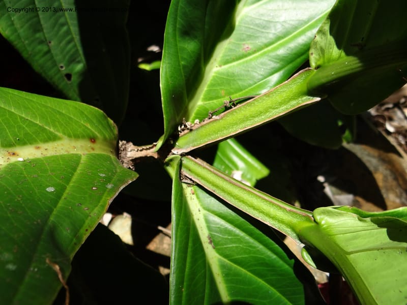 Medinilla miniata--Australia. Queensland. Cairns B. G. DSC09035 (49).JPG