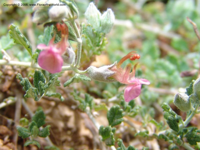 Teucrium divaricatum--Crete. Ep. Kisamos. Sirikari Gorge. 25 May 05. 246.jpg