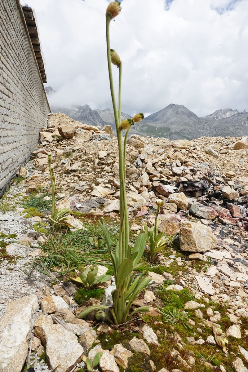 Meconopsis integrifolia subsp. integrifolia, D. Boufford 44063--China. Sichuan. Zhe Duo Shan. 17 Aug 2017. DSC06717 (408).JPG
