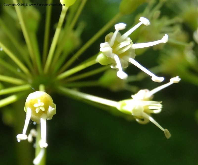 Aralia nudicaulis, Davidson, C 12999--North Carolina. Macon Co. Horse Cove Rd. 14 May 2015. DSC05455 (29).JPG