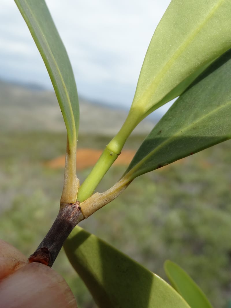 Garcinia, Munzinger, J 7454--New Caledonia. Tiebaghi. 17 Nov 2015. DSC03437 (110).JPG