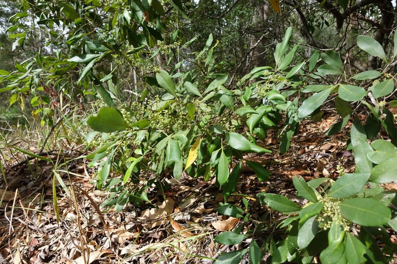 Guioa semiglauca, Davidson, C 13334--Australia. Qld. Austinville Rd. 17 Oct 2016. DSC02705 (20).JPG