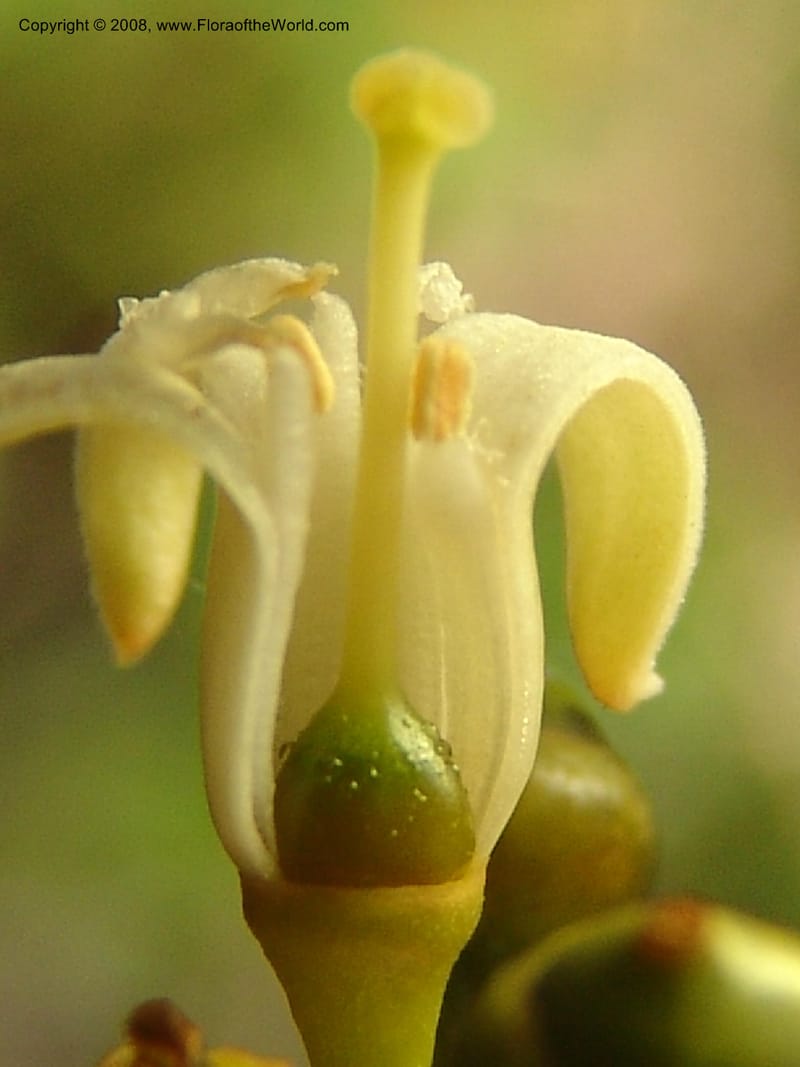 Olax emirensis, ZRogers1193--Madag. Anjozorobe, Aire Protegee, E Antsahabe. 17 Nov 06. 066.jpg