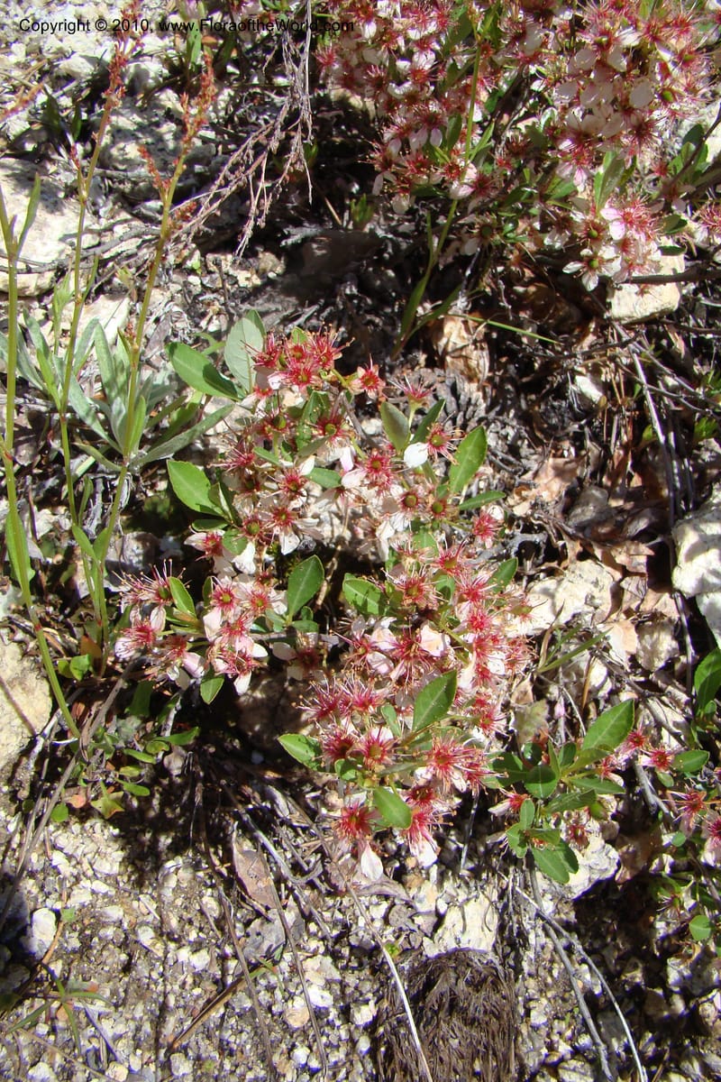Prunus americanus, C. Davidson 11461--ID. Valley Co. Warm Lake. 16 June 2009. 046.jpg