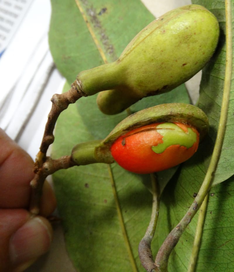 Arytera neoebidensis, Munzinger, J 7404--New Caledonia. Haute Robinson. 11 Nov. 2015. DSC00909 (649).JPG