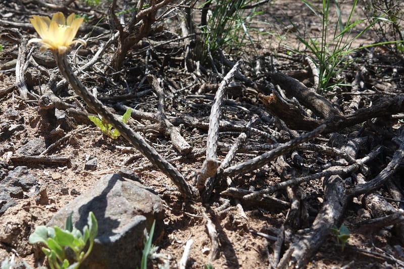 Pterocactus tuberosus--Argentina. Hwy 150, S of Ischigualasto. 7 Feb 2018. DSC09263 (82).JPG