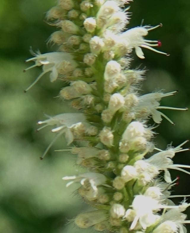 Elsholtzia fruticosa, C. Davidson 13758--China. Sichuan. Yibailingba-gou. 12 Aug 2017. DSC04660 (570).JPG
