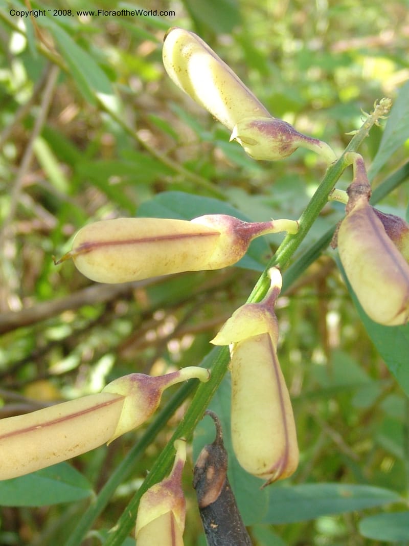 Crotalaria, GWalters1679--Gabon. Prov. Estuaire. Bambuchine, E of Libreville. 17 Apr 06. 009.jpg