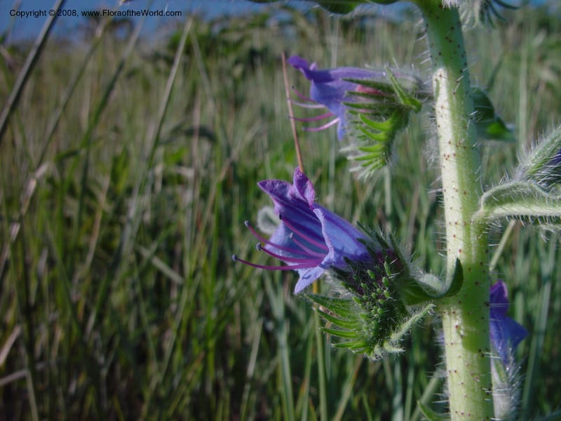 Echium vulgare--Italy. Tuscany. Bettolle, near Hotel Forum. 14 May 02. 031.jpg
