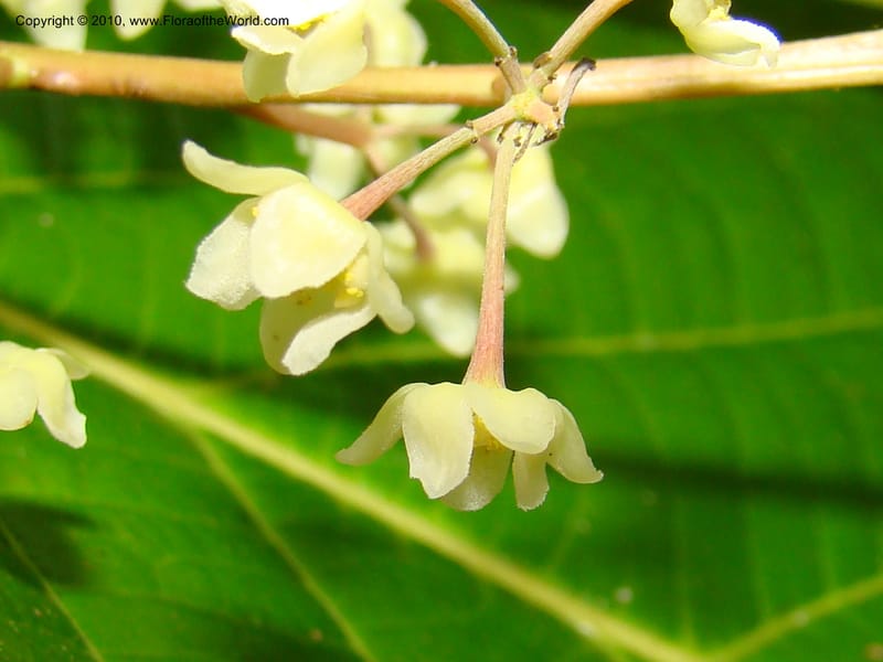 Ocotea valerioides, B. Hammel 24650--Costa Rica. Prov. Limon. Selva Bananito Lodge. 12 Apr 08. 267 (8).jpg