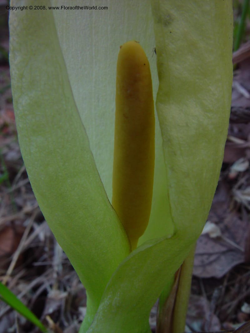 Arum italicum--Italy. Umbria. Todi. 16 May 02.  038.jpg