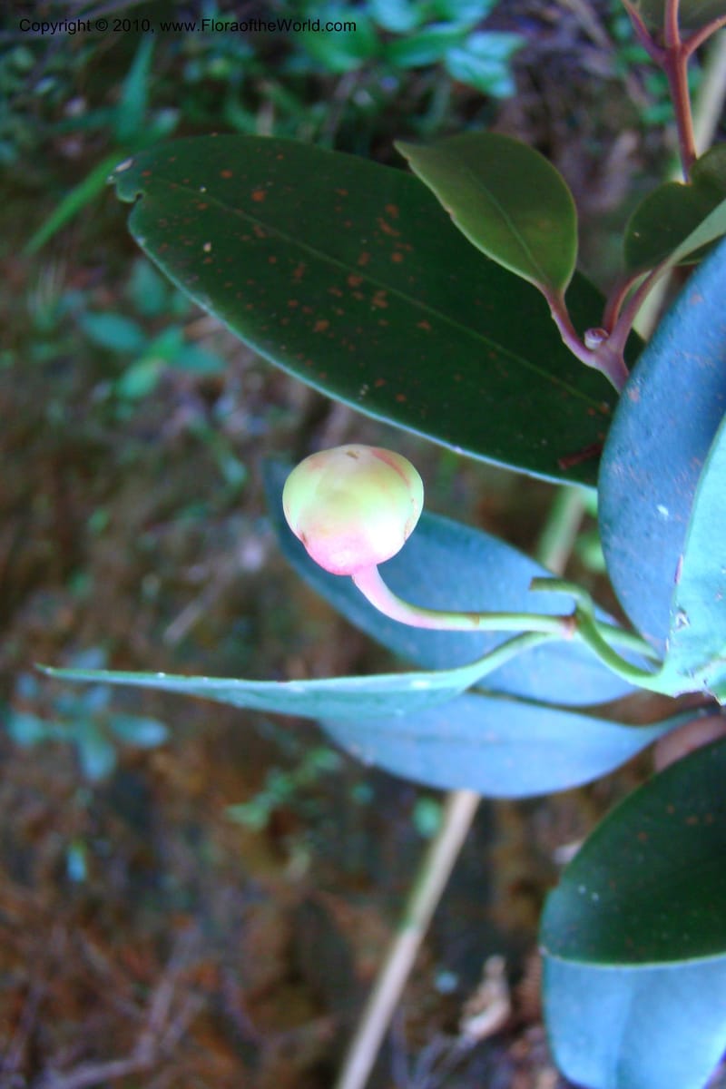 Illicium, Regalado 1743--Viet Nam. Thua Thien Hue Prov. Phu Loc Distr. Bach Ma. 13Apr 09. 269.jpg