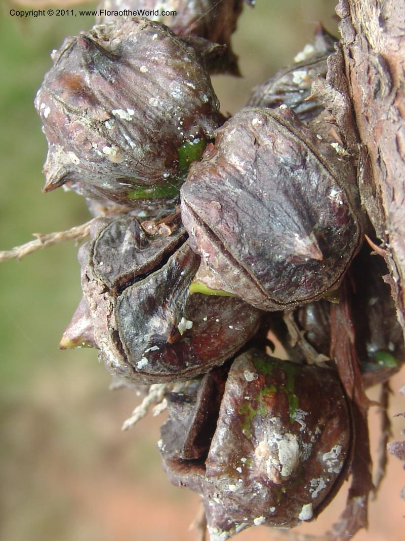 Widdringtonia schwartzii--So.Africa. Mpumal. Buffelskloof Private Nat. Res. 17 Mch 05. 160.jpg
