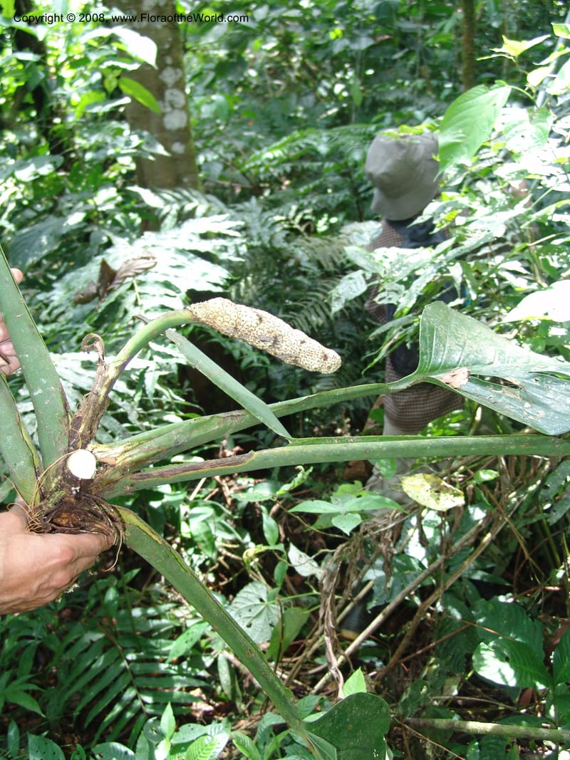 Monstera, RVasquez32988--Peru. Pillcopata. Qbda Pini Pini. 29 Oct 07. 510.jpg