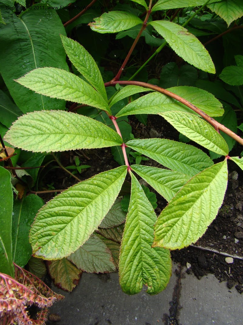 Rodgersia sambucifolia, 16415-0175-1978--Canada. BC. Univ. BC Bot. Garden. 27 Jul 08. 048.jpg