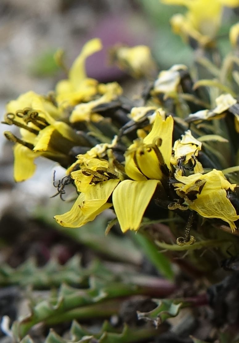 Soroseris gillii, C. Davidson 13771--China. Sichuan. Wu Ming Shan. 13 Aug 2017. DSC05530 (13).JPG
