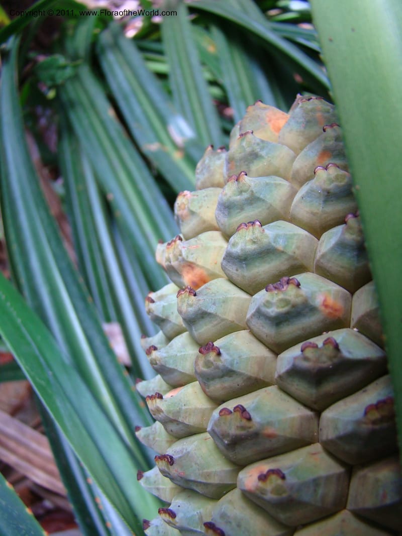 Pandanus balansae, M. Callmander 828--New Caledonia. Mont Dzumac road. 23 Jan 2010. 001 (592).jpg