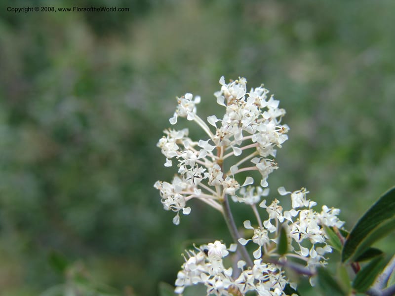 Ceanothus fendleri--AZ. Arboretum at Flagstaff. 3 Sep 04. 174.jpg