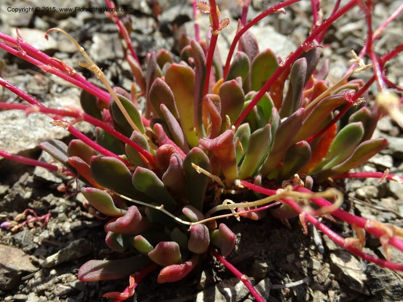Lewisia columbiana var. wallowensis, Davidson, C 12591--ID. Idaho Co. Seven Devils Camp Ground. 15 Jul 2014. DSC00113 (141).JPG